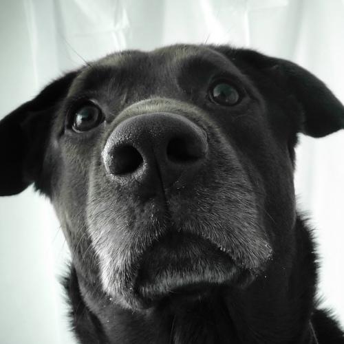 Good Boy