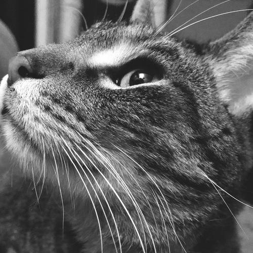 Beau