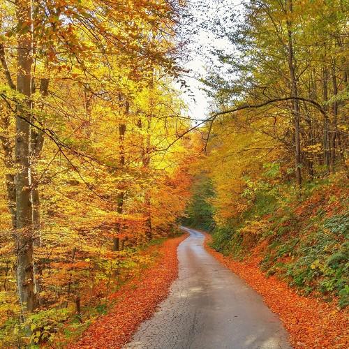 Golden autumn