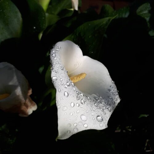 raindrops
