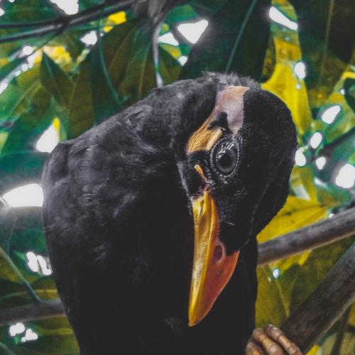 Bird