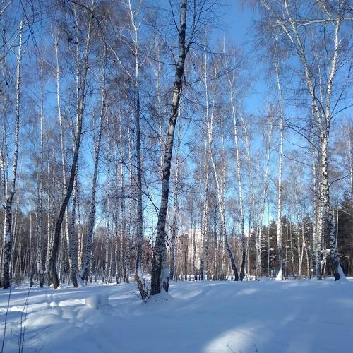 Лыжная погодка