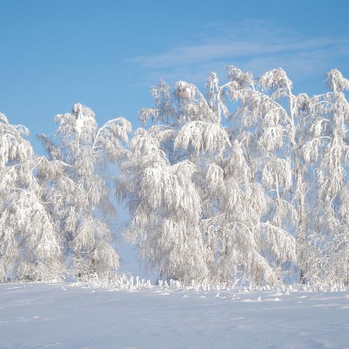 Photo #3073444