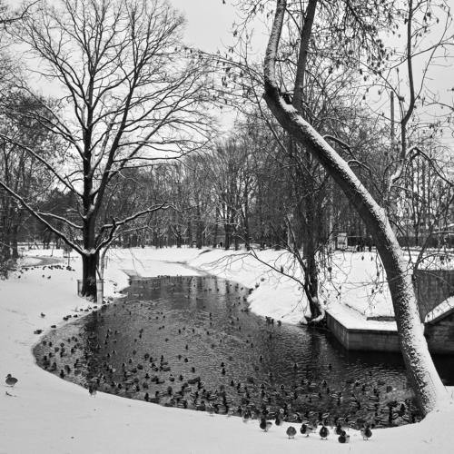 ducks