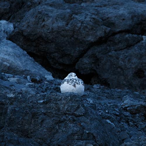 waiting for snow