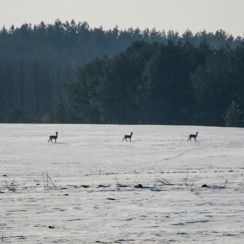 Косульки