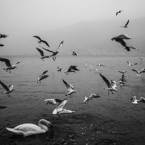 Chattering birds
