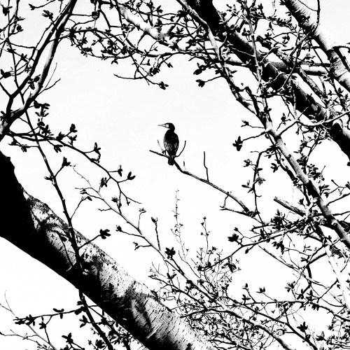 The cormorant cage
