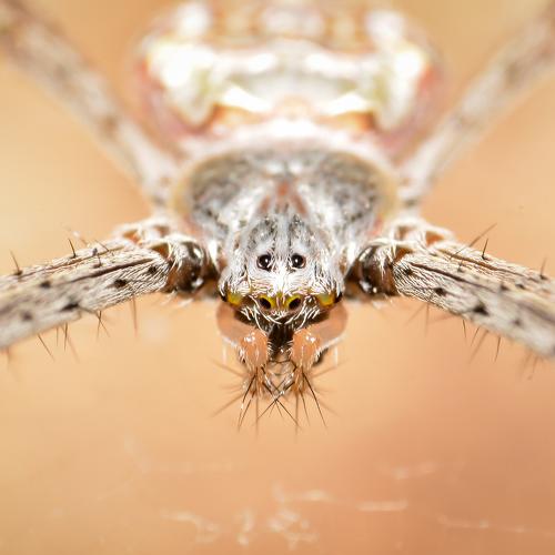 Signature spider macro