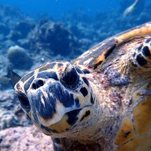 Curious Turtle