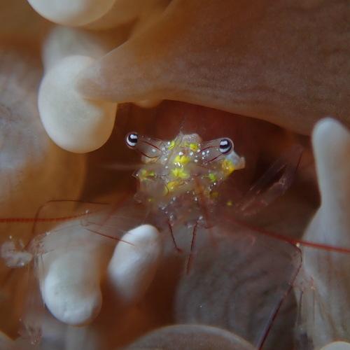 Glass Shrimp