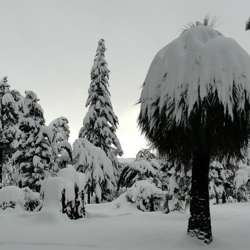 Winter in BATUMI