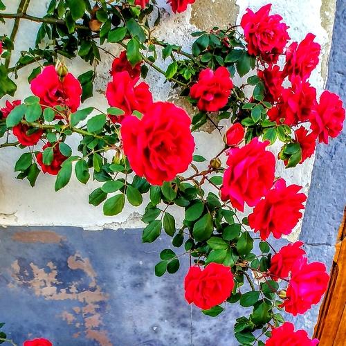 Simply Roses
