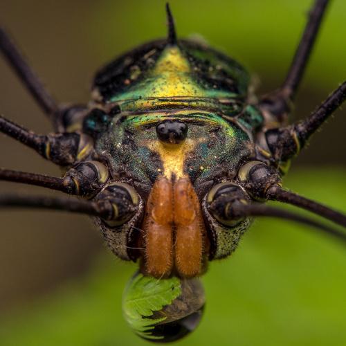 Harvestman