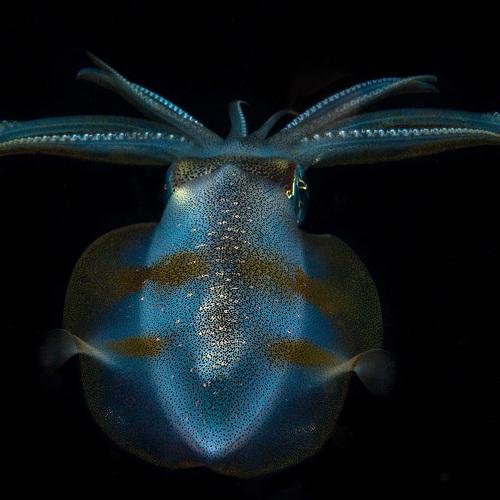 Bigfin reef squid