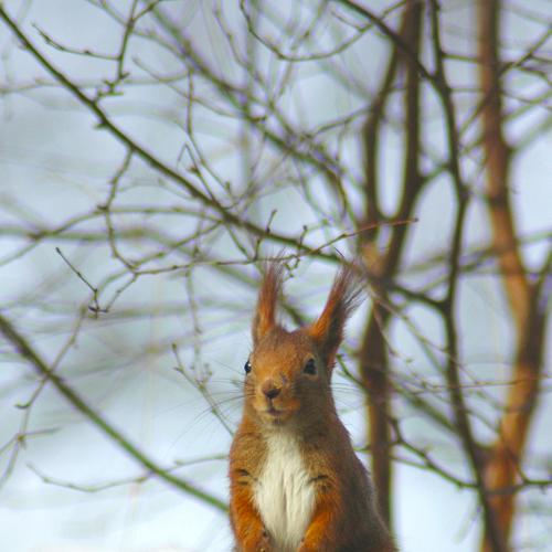 Squirrel