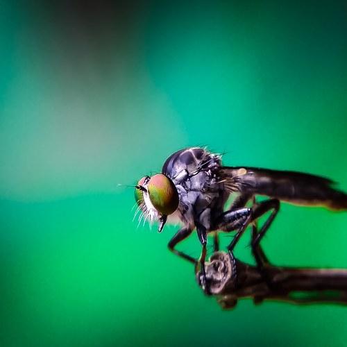 Roberfly lover's
