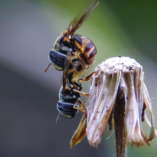 Bees mate