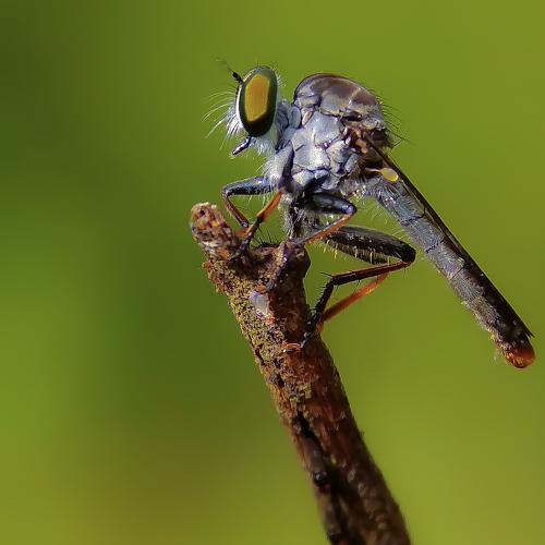 Roberfly lover's