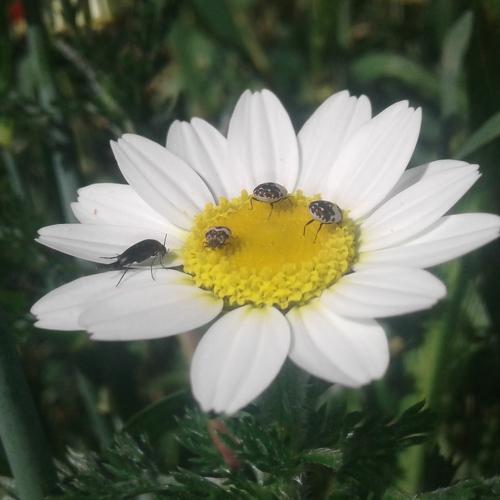 Insectes