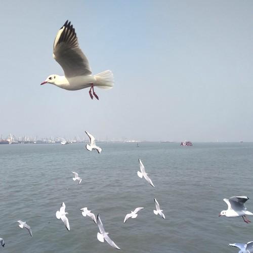 Flying birds