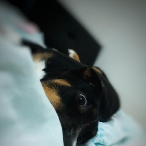 Furkids