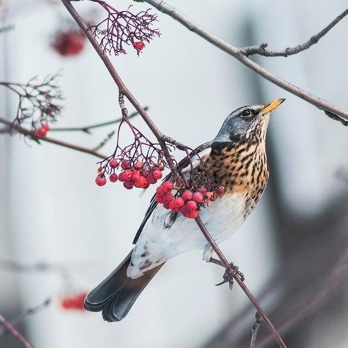 Photo #3080713