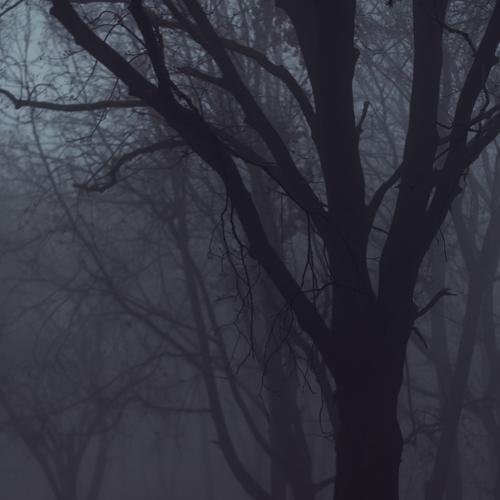 Cold Fog