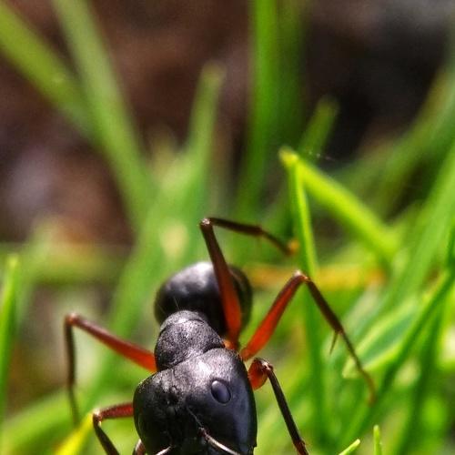Ant