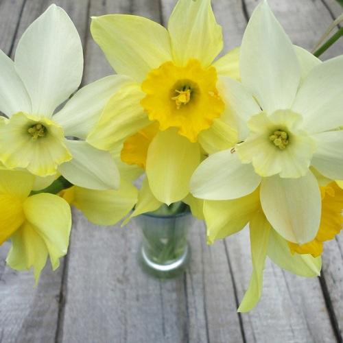 Harbingers of spring