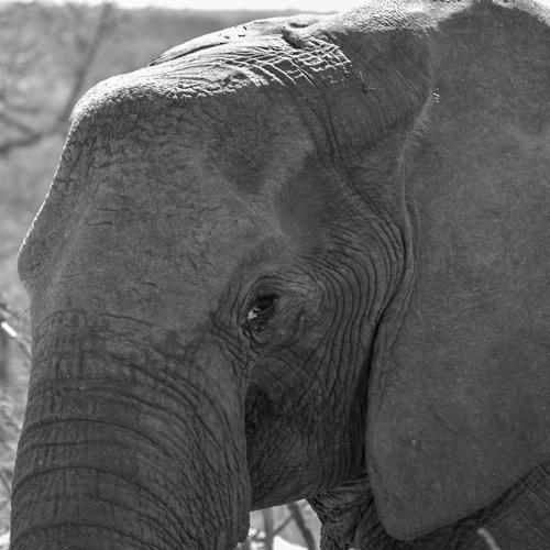 Wise Elephant Watching