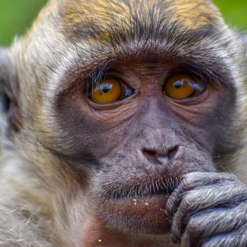 Pensive Monkey