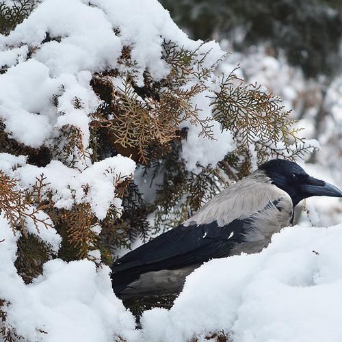 Crow
