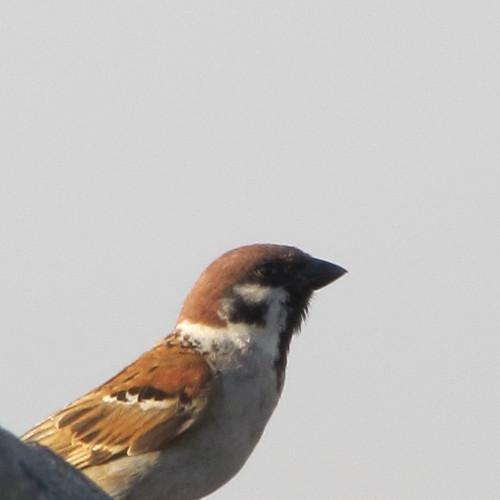 swallow