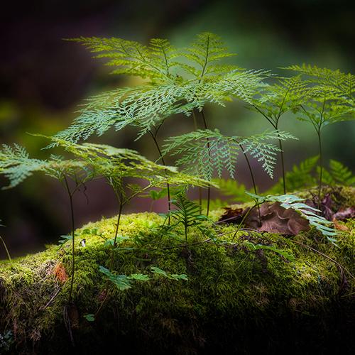 Nature in the tree.