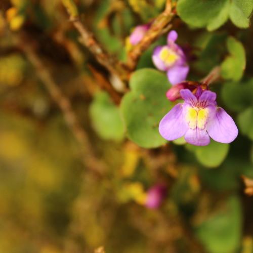 Baby Flower