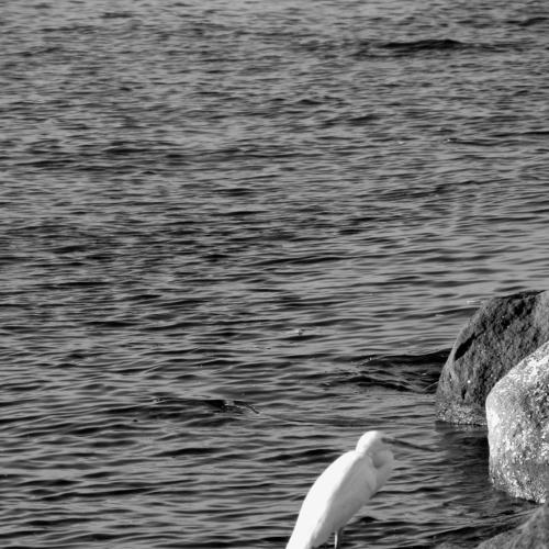 resting bird
