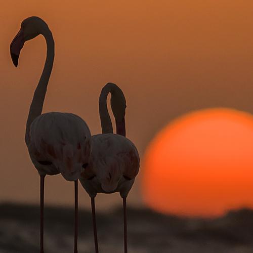 Love Birds at Sundown