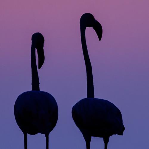 Colors of the Nature