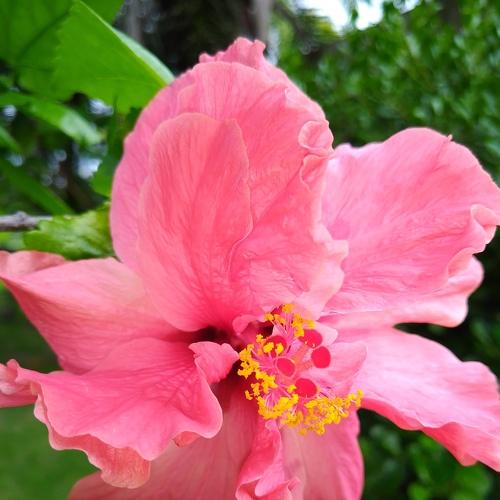 Flor Vermelha