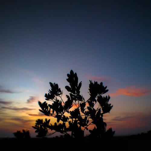 A Small tree on The Hill