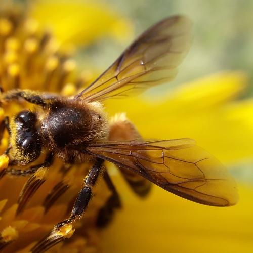 Honey bee