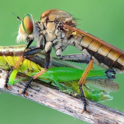Robber Fly and Grasshopper