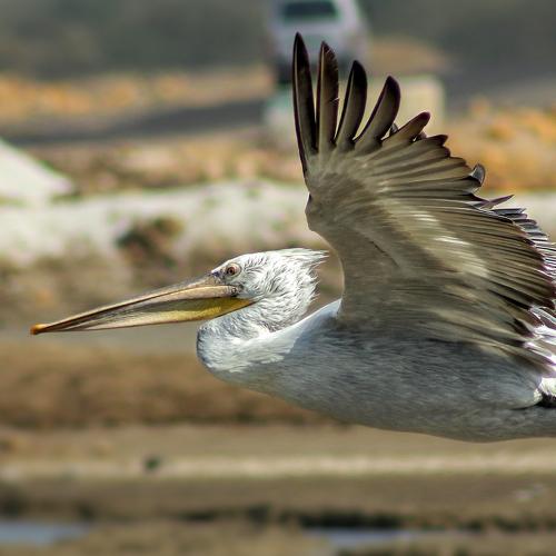 Flying Pelican
