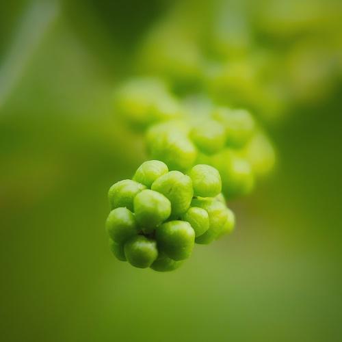 Budding Life