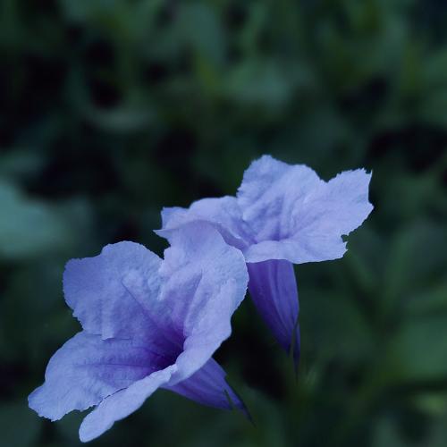peculiar flowers