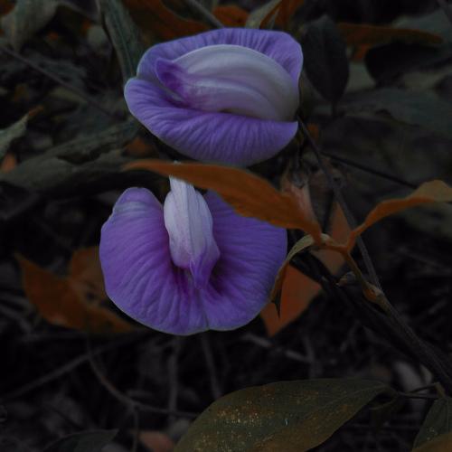 peculiar flowers