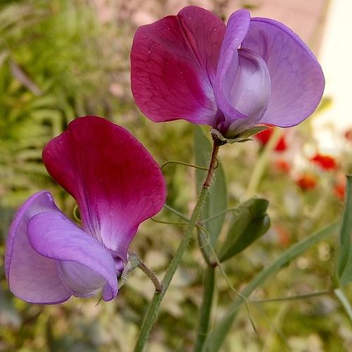 Beauty in every day life