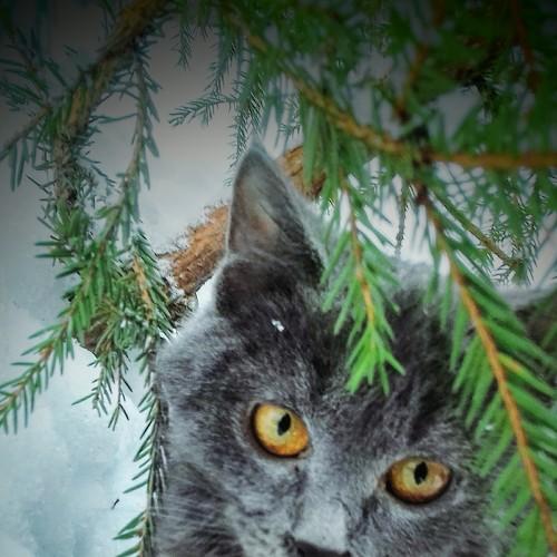 Огненный взгляд
