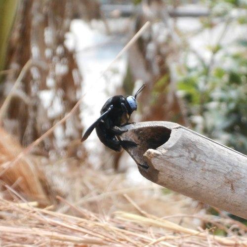 Bug on bamboo